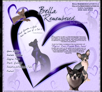 BELLA remembered sphynx